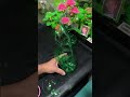 Rose flower bonsai updated version diy plastic bottle & drinking straw best out of waste #diy #craft