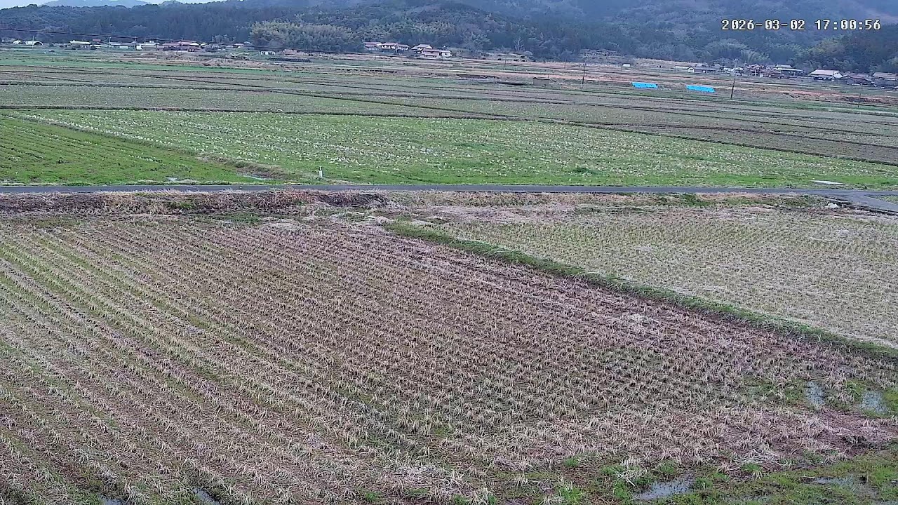 【島根の田んぼ】田んぼの様子をライブ配信中！２４時間いつでも確認できます！｜自然 田舎 緑 癒し 島根県 八なお米穀店（はなお）