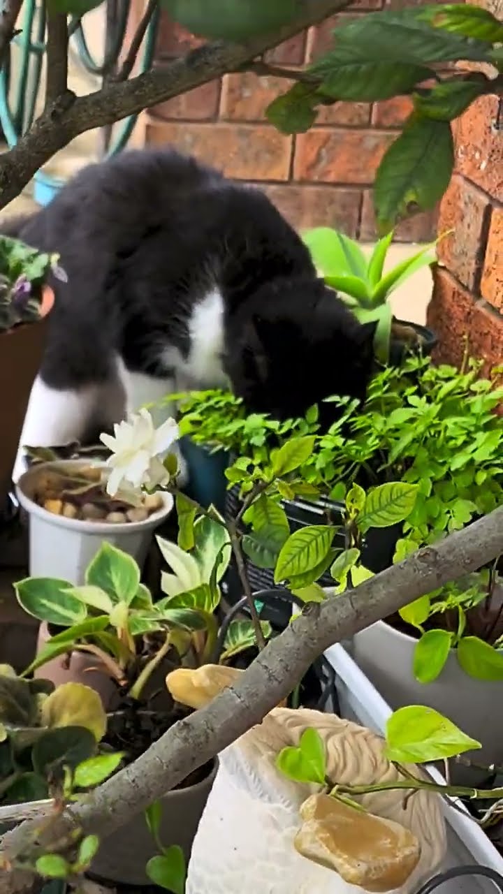 My Cat Drink From The Pot Water YouTube My Cat Drink From The Pot Water YouTube