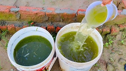 This Ancient Microbes-Rich Liquid Makes My Garden EXPLODE with Fruits!