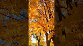 #fall #2023 #edina #minnesota #usa #october #yellow #colors #tree #video