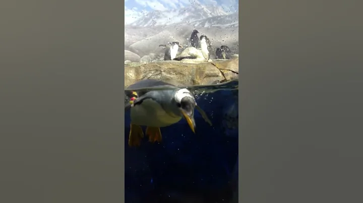 Penguin vs Panda