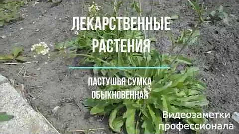 Лекарственные растения. Пастушья сумка обыкновенная.