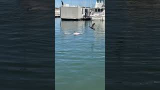 Dolphins playing - Dolphin Quay Marina 🐬