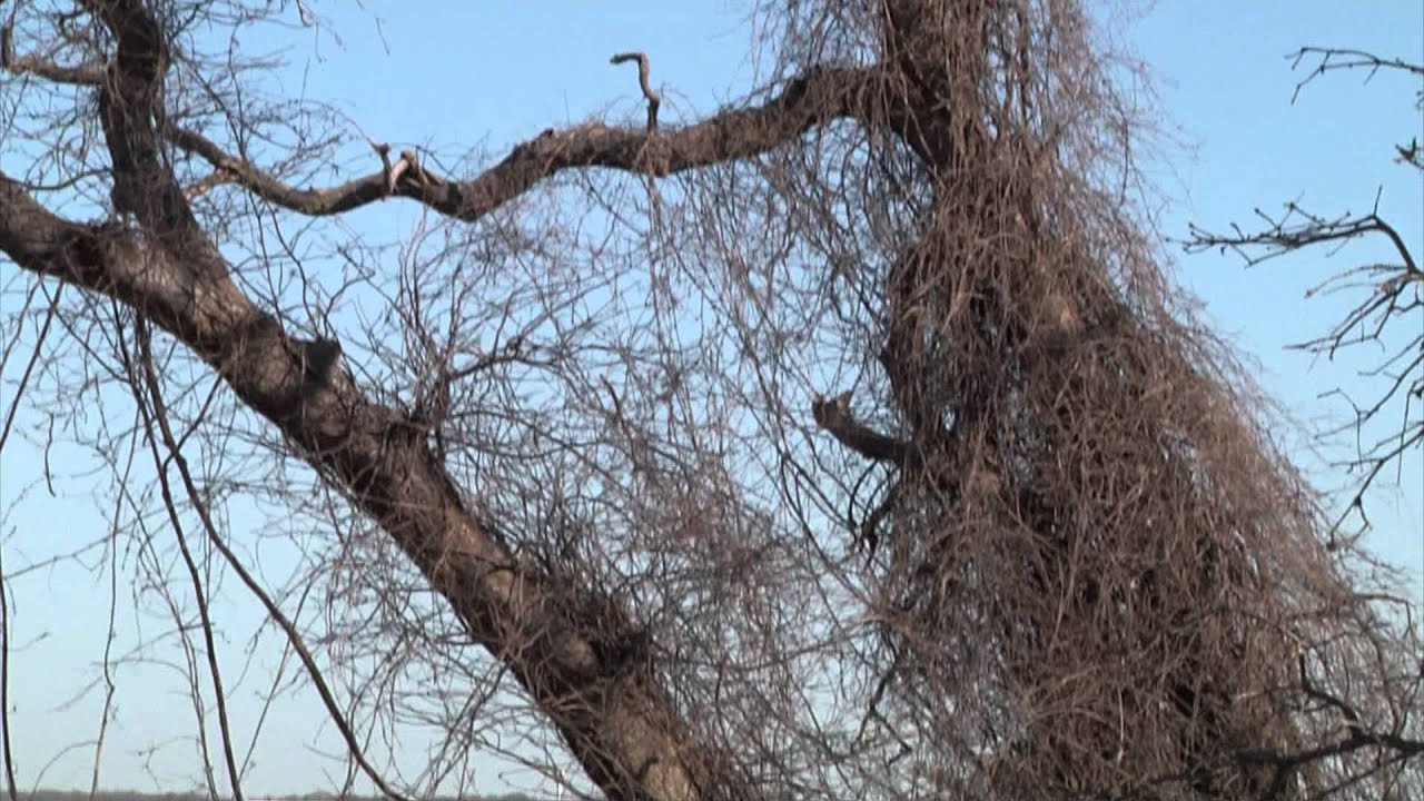 Yegua Creek Park to start removing dead trees with hopes to reopen soon