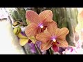 НОВЫЕ ОРХИДЕИ обзор ЗАВОЗА орхидей по 439 рублей