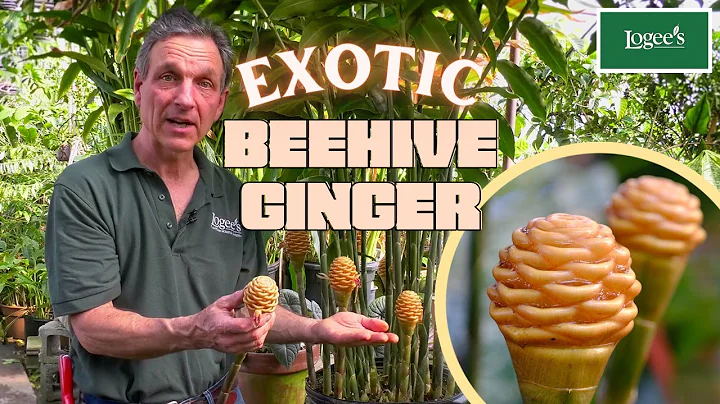 The Exotic Beehive Ginger Plant - DayDayNews