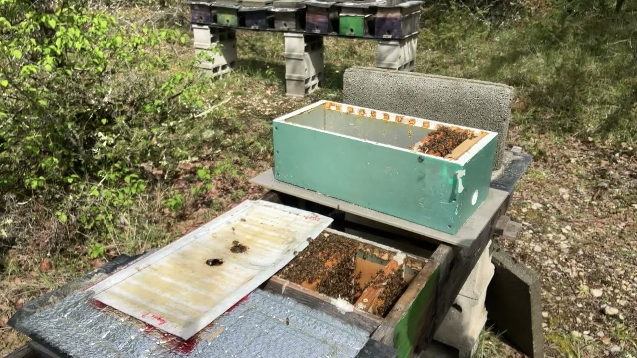 pluie, froid et introduction de cellules de reine