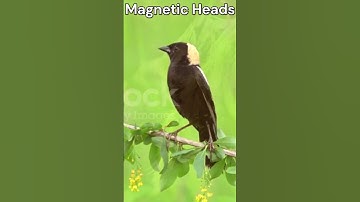 “Bobolink Bonanza: Fun and Wacky Facts About Bobolinks!”#critterchronicles   #shorts