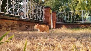 OMG Cat Roars Like a Tiger unbelievable!!
