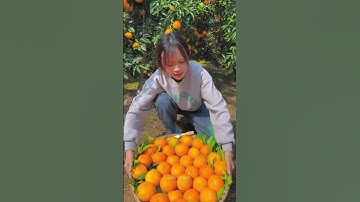 Thumbnail of Harvesting Fresh Orange Fruit | Sweet Fresh Fruit #nutrition #mango #fruits #strawberry #shorts