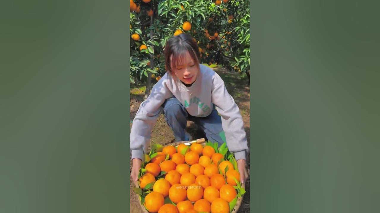 Harvesting Fresh Orange Fruit | Sweet Fresh Fruit #nutrition #mango #fruits #strawberry #shorts