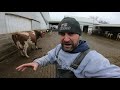 Aggresive Cow Demands More Feed!