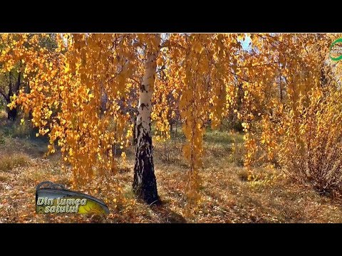 Video: Ce copac este ca un mesteacăn?
