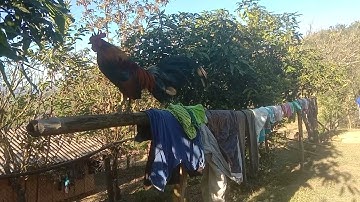 qaib dib txuam saib ua kev lom zem