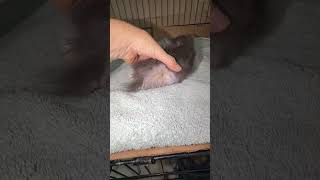 Gianna's leg has now been amputated. We almost lost her. [UPDATE BELOW]