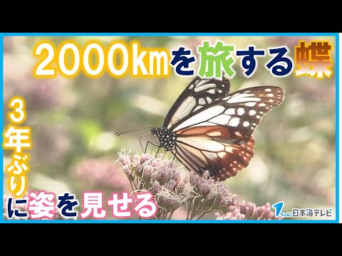 【2000㎞を旅するチョウ】海を渡る「アサギマダラ」が3年ぶりに姿を見せる　多くの人々を魅了　鳥取県伯耆町