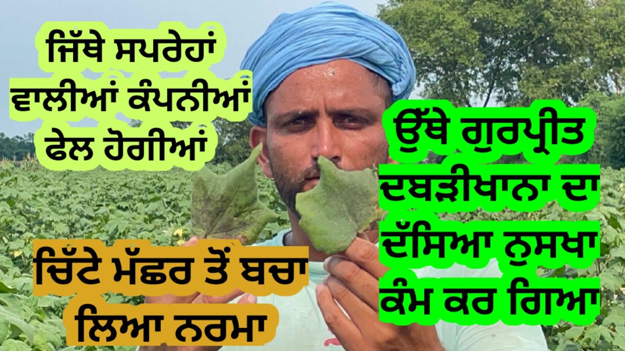 ਨਰਮੇ ਵਾਲੇ ਕਿਸਾਨਾਂ ਲਈ ਚਿੱਟੇ ਮੱਛਰ ਦਾ ਦੇਸੀ ਹੱਲ ਆਹ ਨੌਜਵਾਨ ਨੇ ਕਢਿਆ। Cotton white fly Control