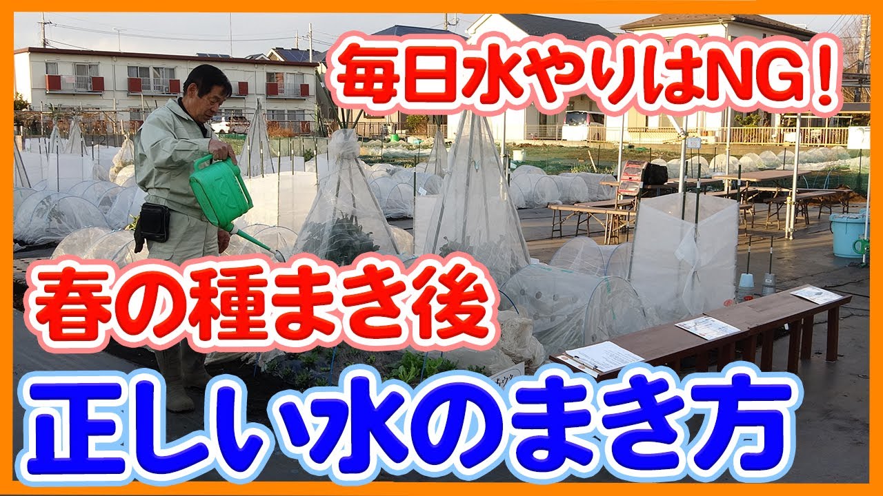 家庭菜園や農園での正しい水やり方法 毎日水やりはng 夏野菜栽培に向けて種まき後の水やりの考え方や判断ポイントを徹底解説 農家直伝 Youtube