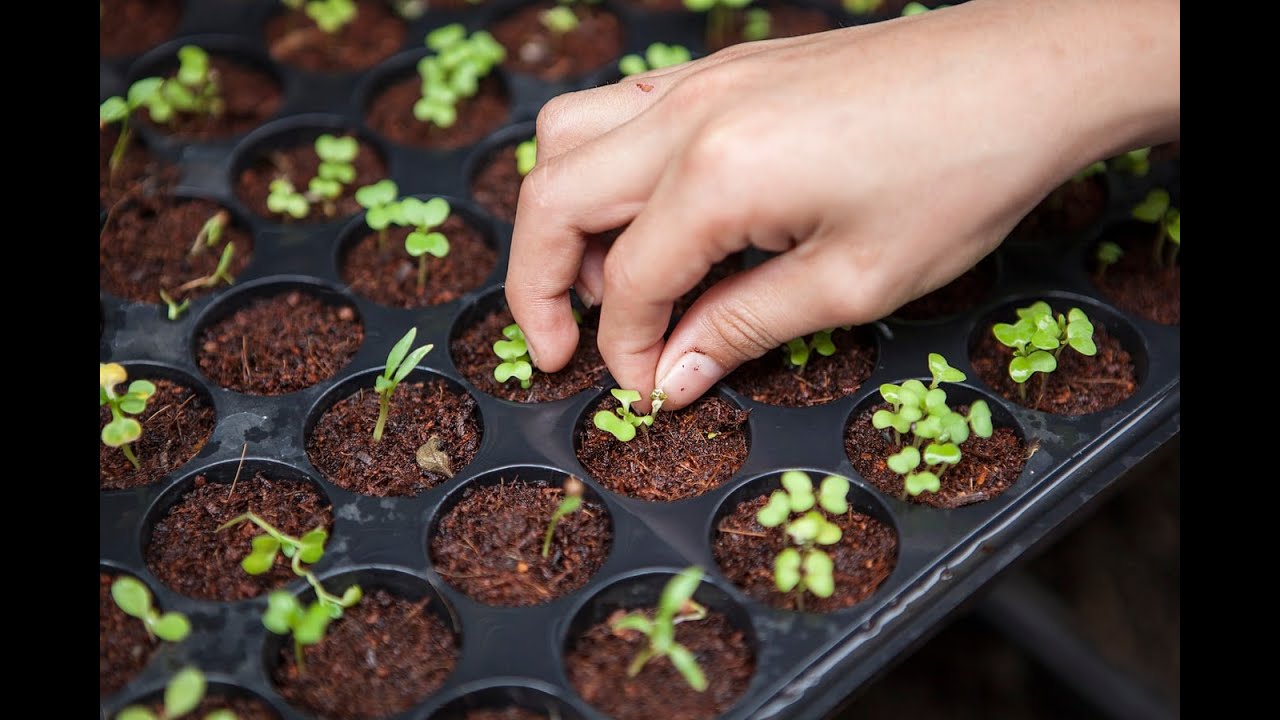 Πως φτιάχνουμε δικό μας Σπορείο Φυτεύω σπόρους #SampsonFlowers #Notamusic