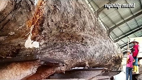FANTASTIS !! Kayu Jati Panjang Seharga 2 Ekor Sapi. Material Pilar Joglo Pesanan Mr. Berlusconi.