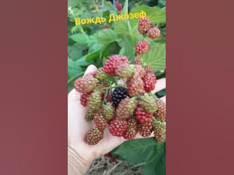 Ежевика Вождь Джозеф потрясает урожаем!!!#shorts# - YouTube