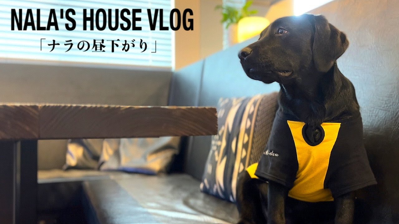 犬 Vlog 黒ラブ ナラと過ごす昼下がり ゆるい日常のブイログ ラブラドールレトリバー Youtube