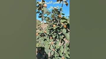 سورة العصر الشيخ ماهر المعيقلي