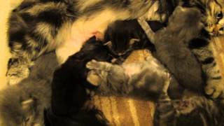 2-Week Old Russian Siberian Kittens 33