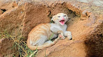 Stray kitten trying cat treats for the first time