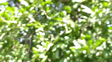 4k bokeh background vedio/green bokeh background footage/nature green bokeh background footage vedio