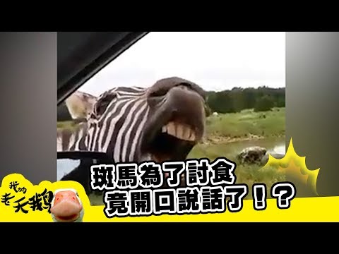 【我的老天鵝啊】斑馬為了討食竟開口說話了！？