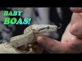 BABY BOAS! - JOHN CHAUSMER REPTILE ROOM TOUR (Part 1)