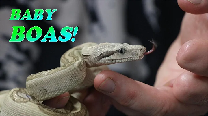 BABY BOAS! - JOHN CHAUSMER REPTILE ROOM TOUR (Part...