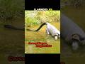 MONOS "religiosos", y lo que debes saber. #youtube #animales #curiosidades #shorts #youtubeshorts