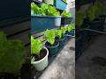 Why Applying Organic Fertilizer at the Base of Lettuce Plants Works Best