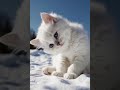 Super Cute Cat #cat #shorts #youtubeshorts #ai #emotional #cutecat #cute #funny #kitten #happy