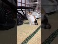【三毛猫】圧るミケ