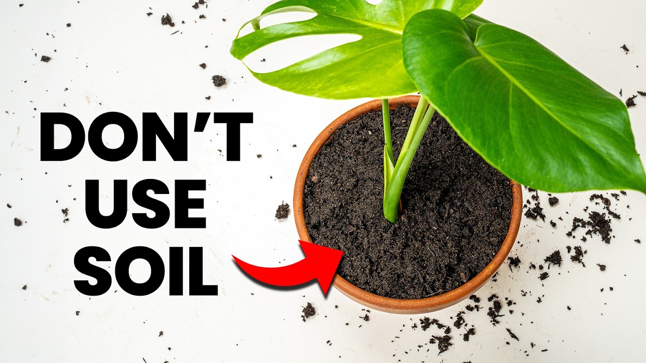 Why You Should NEVER Use Soil Indoors thumbnail