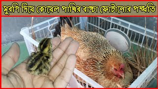 মুরগি দিয়ে কোয়েল পাখির বাচ্চা ফোটানো পদ্ধতি??মুরগি দিয়ে কয়টি কোয়েল পাখির ডিম ফোটানো যায়।