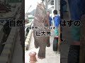 謎の巨大魚、あらわる!