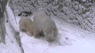 ララに怒られちゃったアイラ~Polar Bear was scolded by the mother