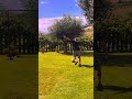 Viral skill X diventare top player nel dribbling a calcio #calcio #dribbling #perte #footballskill