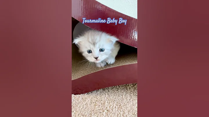 Video 11752491: maine coon kitten learns, kitten catlover cutecat, kitten cute catlover, kitten climbing