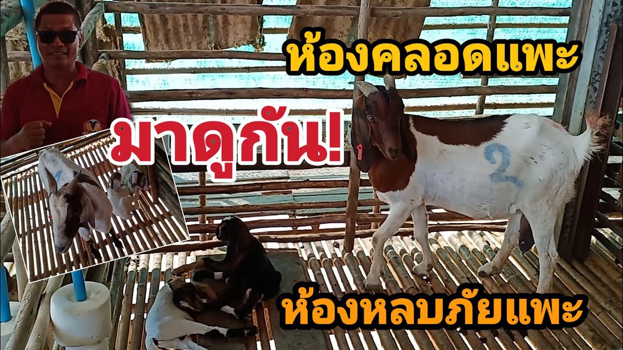 พามาดู! ห้องคลอดแพะ ห้องหลบภัยแพะ EP.43