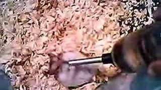 Hamster Drinking Waterfrom A Bottle