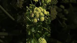 2816 1020998 mp3