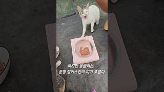친구가 좋은 고양이