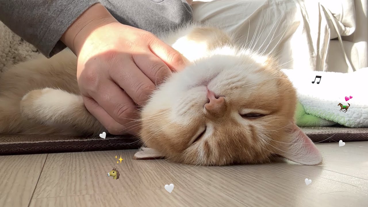 요란한 왕동글 고양이를 곁들인.. 연말 브이로그🐴✨ ( 빵버지 연주회, 조카 돌보기, 마니또 선물사기, 일본 구독자 만남, 침실인테리어)