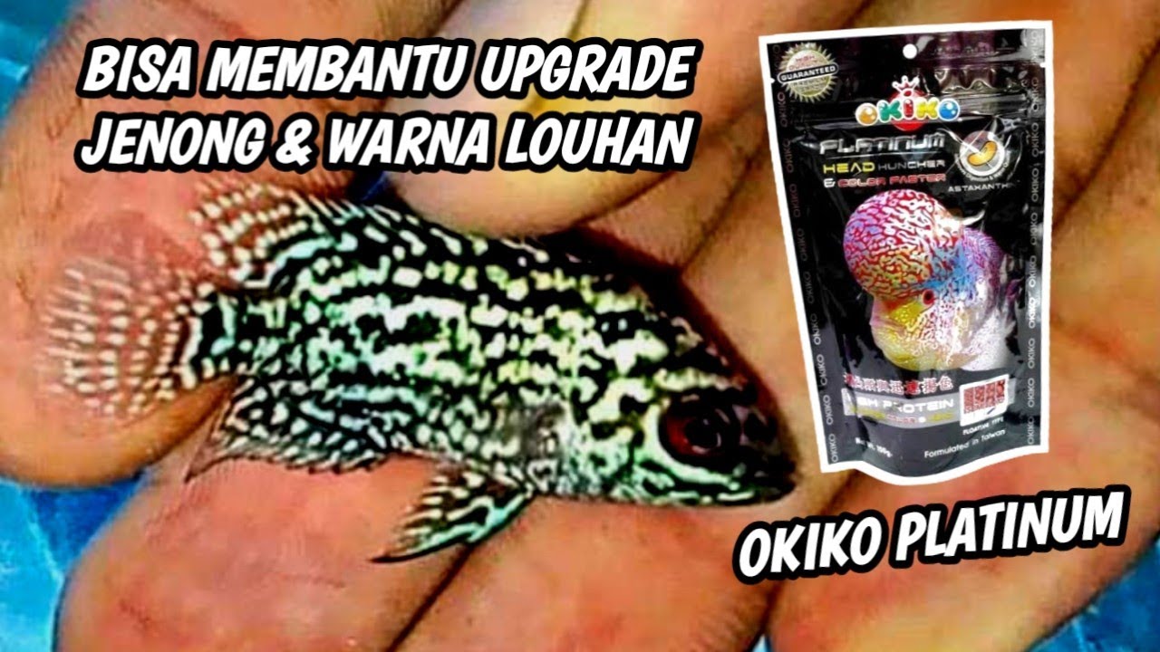 ЕЖЕДНЕВНЫЙ ПРОГРЕСС С ИСПОЛЬЗОВАНИЕМ ПЕЛЛЕТ OKIKO МОЖЕТ УЛУЧШИТЬ ЖЕНОН И ЦВЕТ ЛУХАНЯ